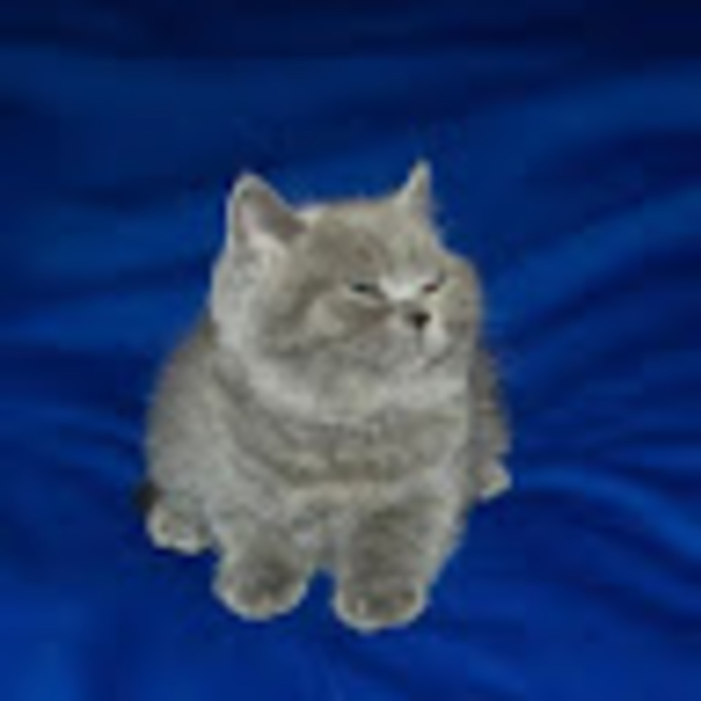 Meet your Posher, Mary